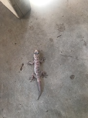 Phyllodactylus nocticolus