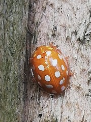 Halyzia sedecimguttata