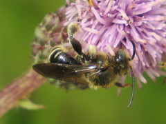 Macropis europaea