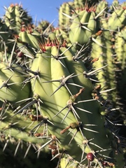 Myrtillocactus cochal