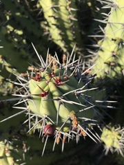 Myrtillocactus cochal