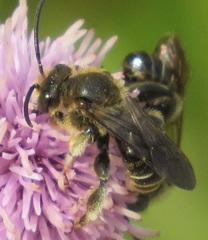 Macropis europaea