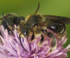 Macropis europaea
