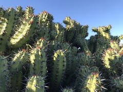 Myrtillocactus cochal