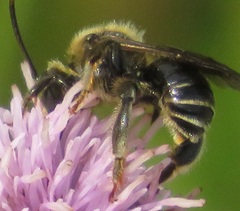 Macropis europaea