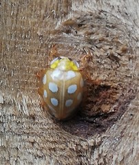 Halyzia sedecimguttata