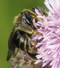 Macropis europaea