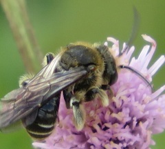 Macropis europaea