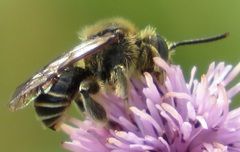 Macropis europaea