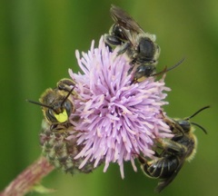 Macropis europaea