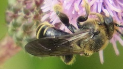 Macropis europaea