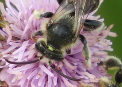 Macropis europaea