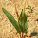 Ophioglossum - Photo (c) elke_erb, μερικά δικαιώματα διατηρούνται (CC BY-NC)