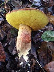 Aureoboletus citriniporus