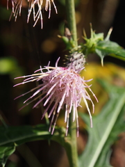 Cirsium microspicatum microspicatum