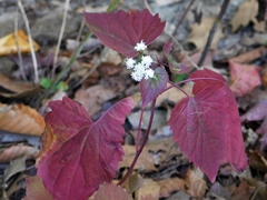 Ageratina luciae-brauniae