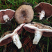 Agaricus cupreobrunneus - Photo (c) Damon Tighe, some rights reserved (CC BY-NC), uploaded by Damon Tighe