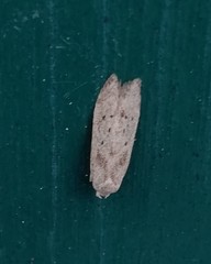 Blastobasis lacticolella