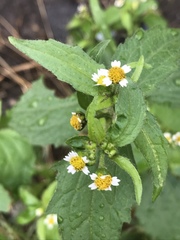 Galinsoga quadriradiata
