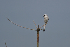 Lanius sphenocercus