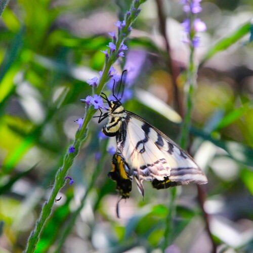 iNaturalist observation photo of Western Tiger Swallowtail