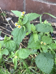 Galinsoga quadriradiata