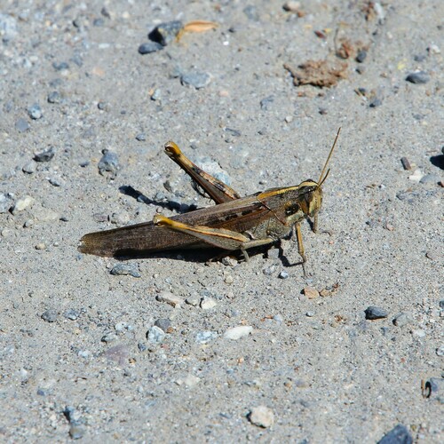 iNaturalist observation photo of Gray Bird Grasshopper