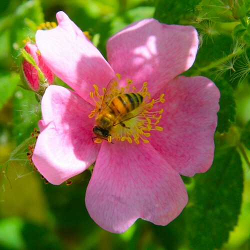 iNaturalist observation photo of Western Honey Bee