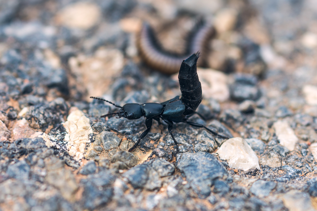 Blue Rove-beetle