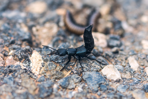 Blue Rove-beetle