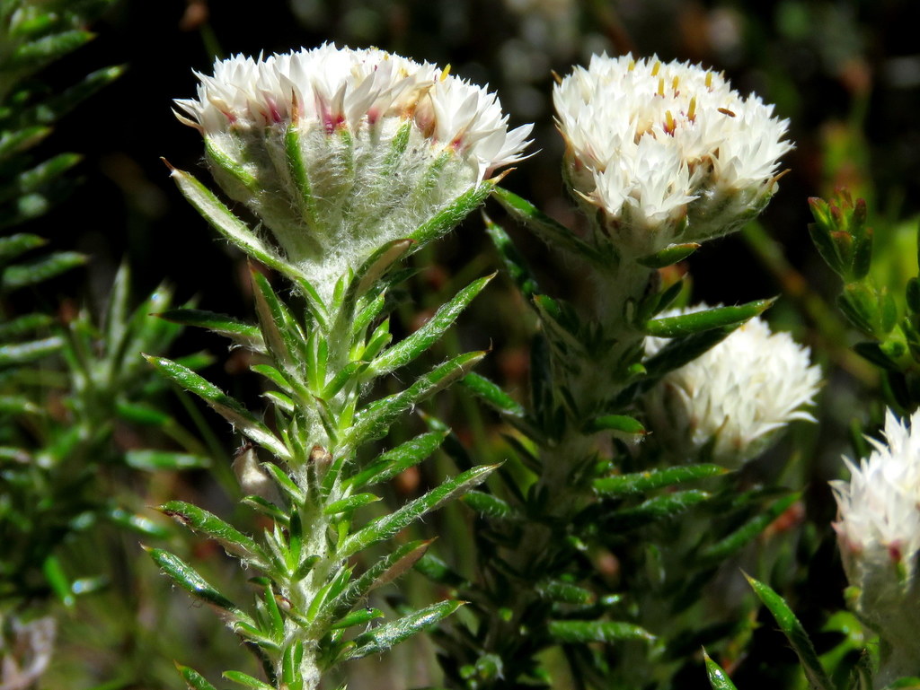 Dense Blombush