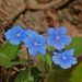 Blue-Eyed-Mary - Photo (c) Ettore Balocchi, some rights reserved (CC BY)