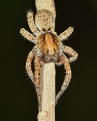 Trochosa sepulchralis