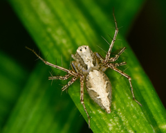 Oxyopes acleistus
