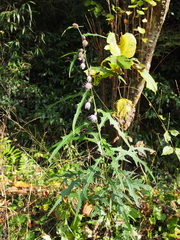 Cirsium microspicatum microspicatum