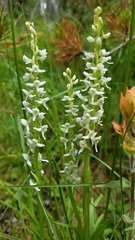 Platanthera dilatata albiflora