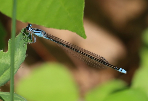 Turquoise Bluet photo 6