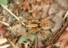 Trochosa sepulchralis