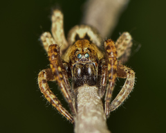 Trochosa sepulchralis