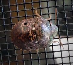 Diolcus chrysorrhoeus