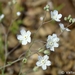 Iberodes linifolia - Photo (c) Valter Jacinto | Portugal,  זכויות יוצרים חלקיות (CC BY-NC-SA)