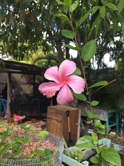 Hibiscus rosa-sinensis