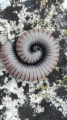 Ommatoiulus rutilans