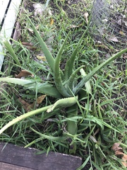 Aloe vera