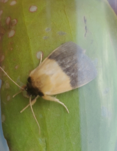 Pitcher Plant Mining Moth photo 4