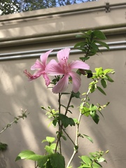 Hibiscus rosa-sinensis