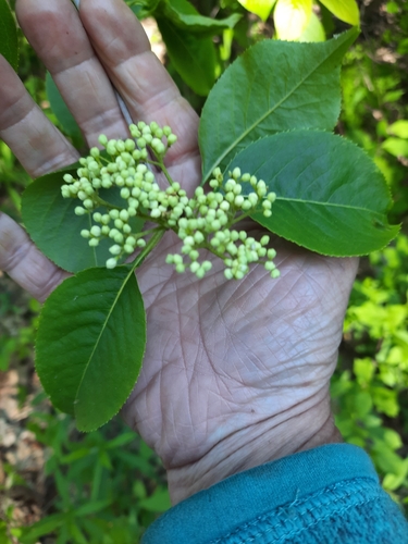 Viburnum lentago