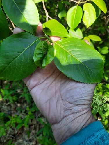 Viburnum lentago