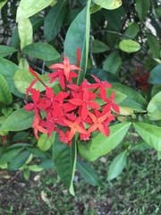 Ixora coccinea