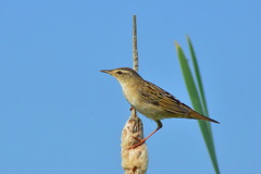 Helopsaltes certhiola